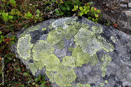 Map lichen Rhizocarpon geographicum on a stone photo