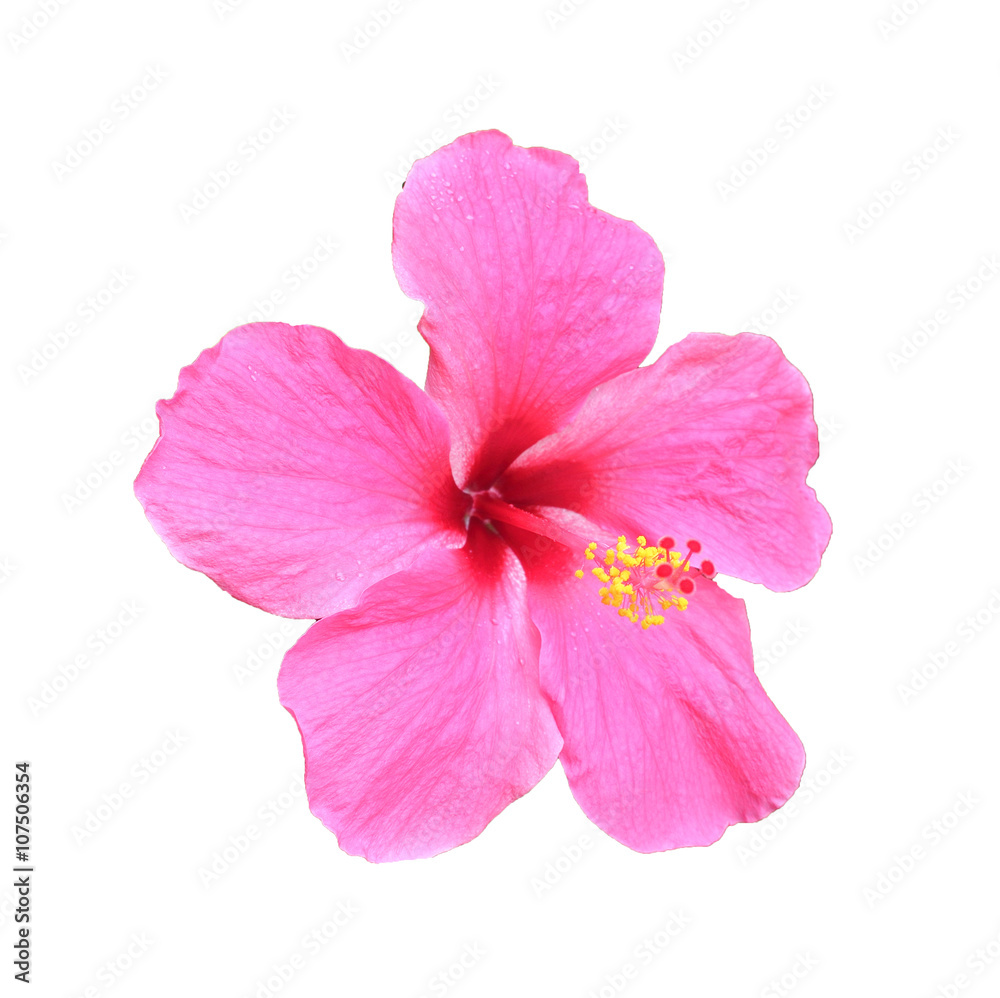 Pink hibiscus isolated on white background