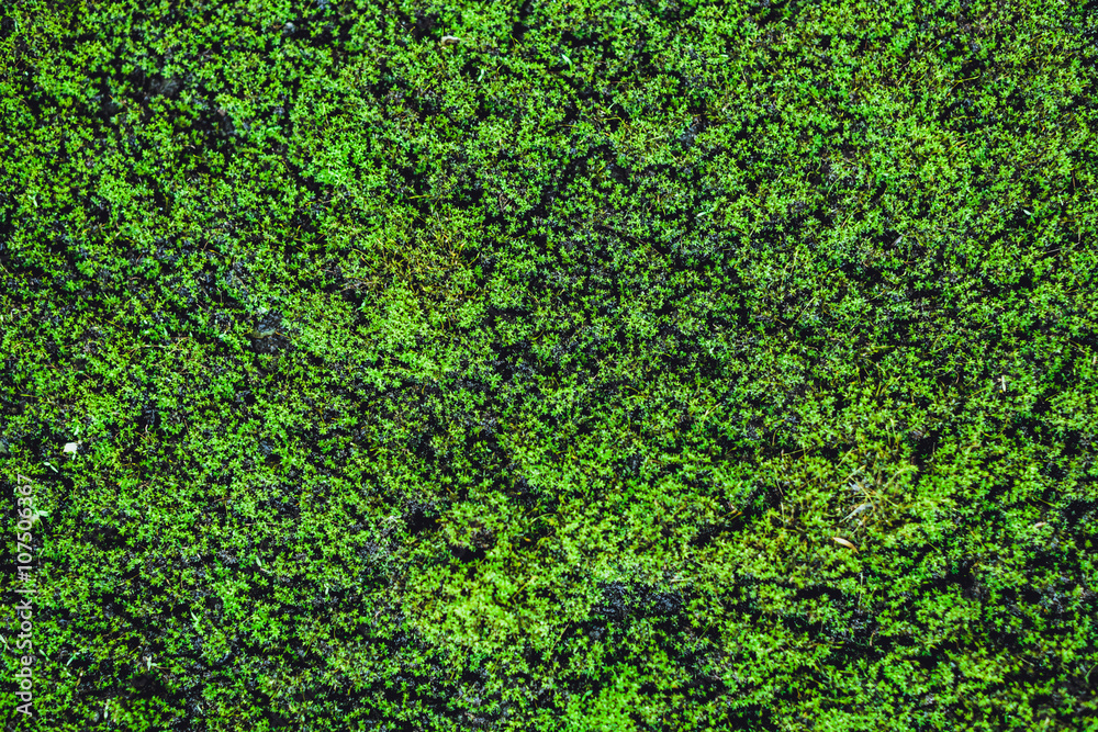 Naklejka premium Stone wall with greenery. Nature Texture