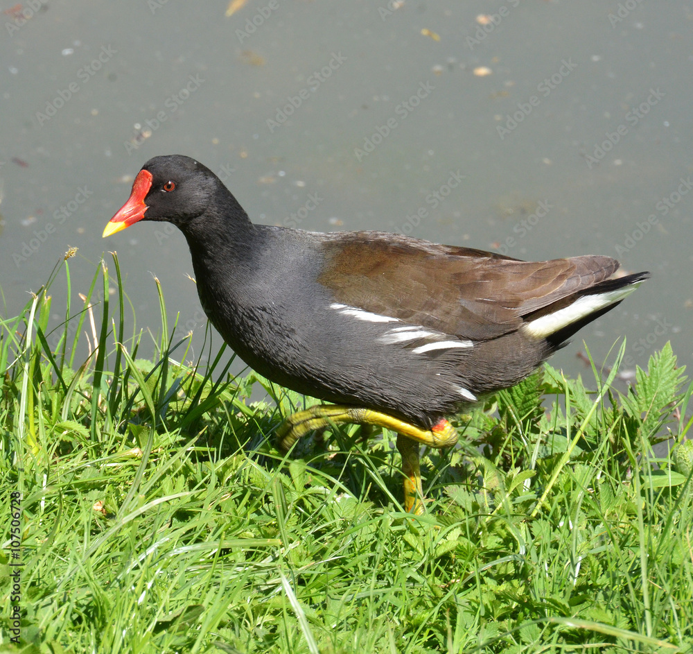 moorhen walking in the grass near the water moorhen walking in the grass near the water