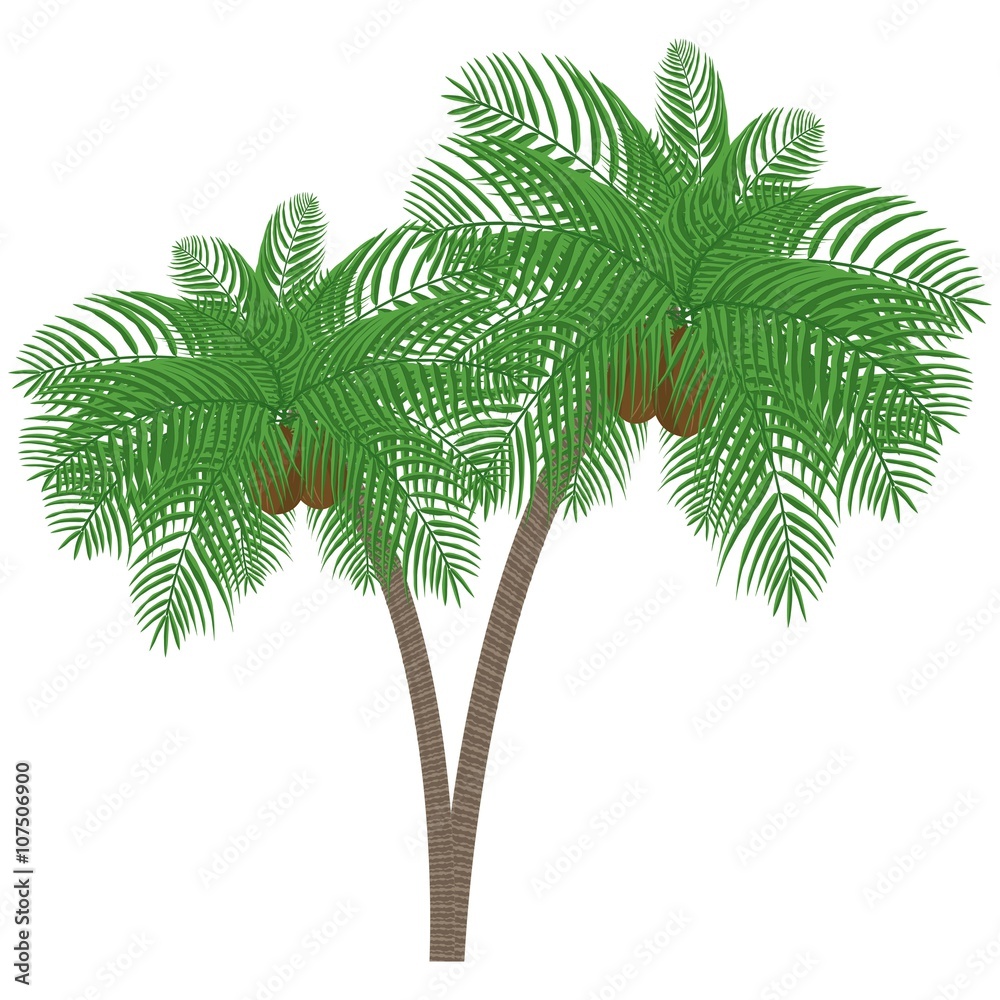 Palm tree with coconuts on a white background. Can be used to advertising, decoration of cards, phones, baby food, toys, websites, furniture, bags, home decoration, linens etc. Palm tree with coconuts on a white background. Can be used to advertising, decoration of cards, phones, baby food, toys, websites, furniture, bags, home decoration, linens etc.