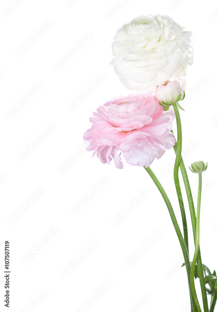 Two flowers (Ranunculus) isolated on white. Two flowers (Ranunculus) isolated on white.