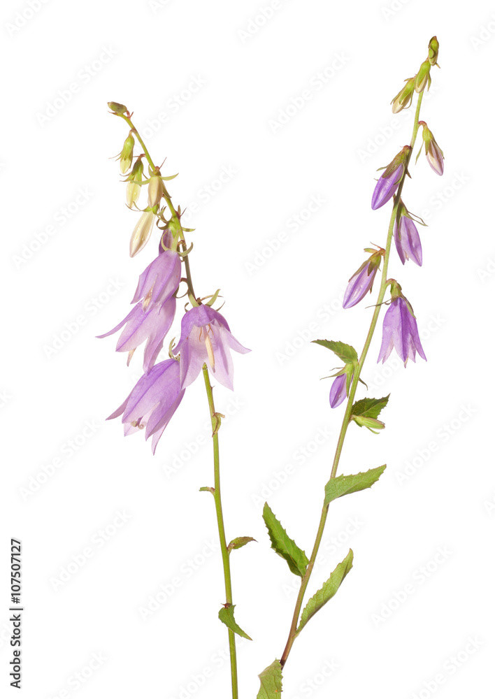 Bluebells isolated on white. Creeping bellflower Bluebells isolated on white. Creeping bellflower