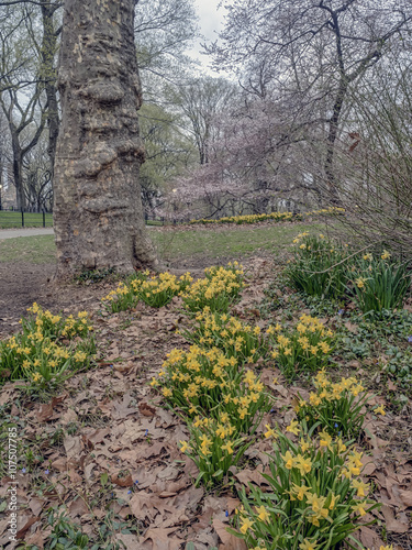 Fototapeta Naklejka Na Ścianę i Meble -  Central Park, New York City spring
