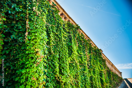 Wall with ivi and weathered historic balustrade at the top. Beautiful background image. photo