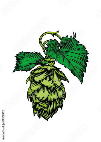 Cone and leaves of hops