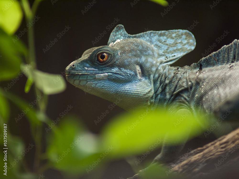 Obraz premium kameleon