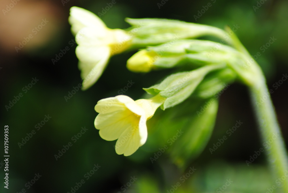 Fototapeta premium Himmelschlüssel-Frühlingsgrüße