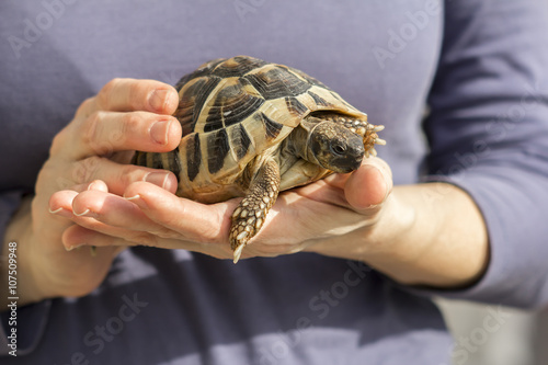 Turtles in the hands of a woman