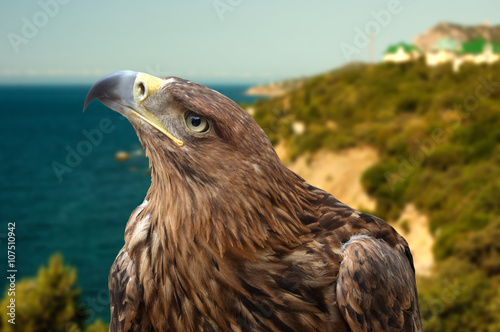  eagle on a background seascape