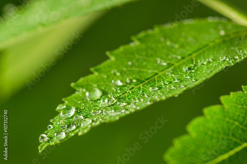 Fresh green grass with water drops closeup © mars58