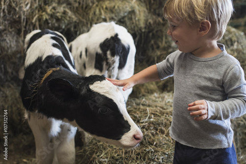 Caucasian boy petting cow in barn