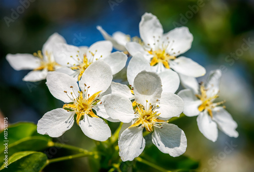 Apple tree blossoming flowers