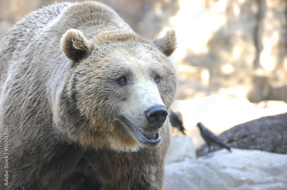Brown bear (Ursus arctos) over a rocky ground Brown bear (Ursus arctos) over a rocky ground