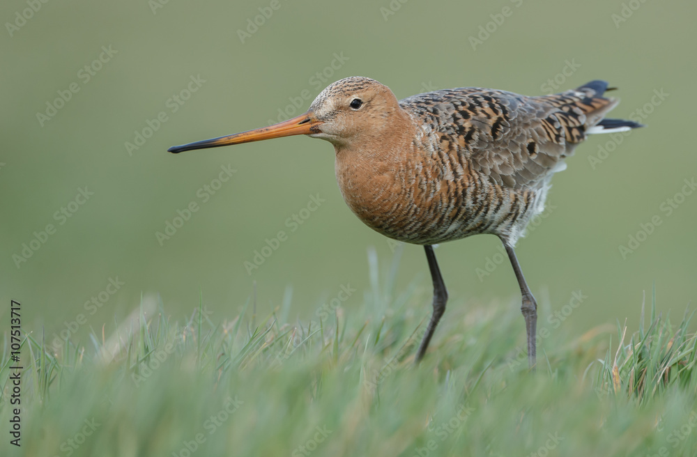 Black tailed godwit Black tailed godwit