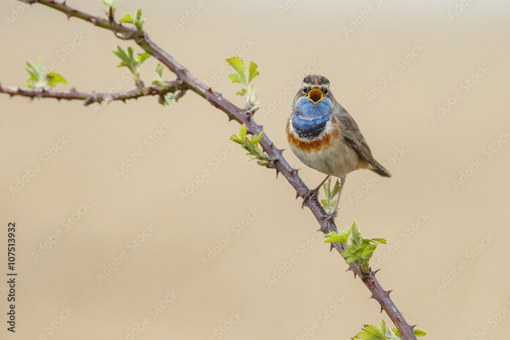 Obraz premium Singing Bluethroat on the stalk