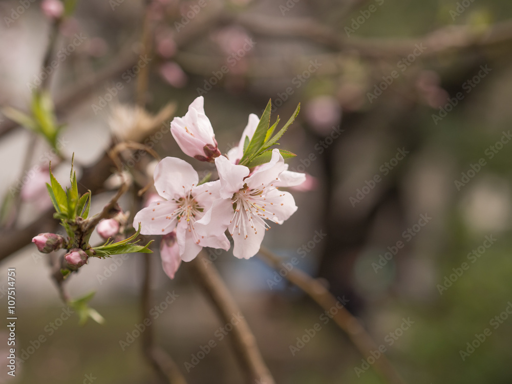 桜 桜