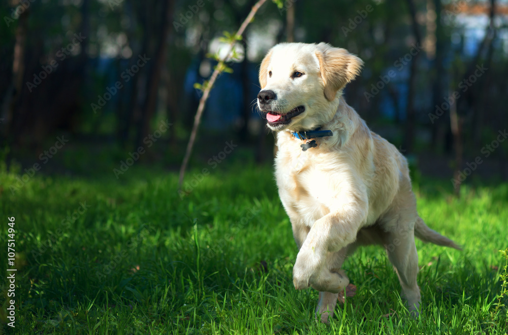 Golden Retriever puppy runs over the meadow