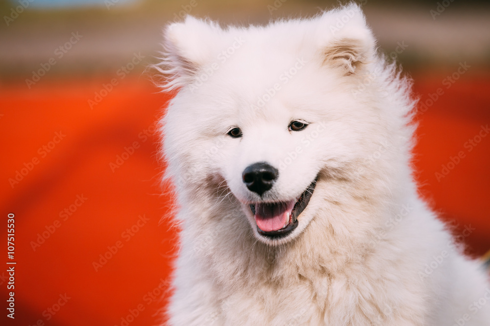 Close Up Of Happy Smiling Young White Samoyed Dog Close Up Of Happy Smiling Young White Samoyed Dog