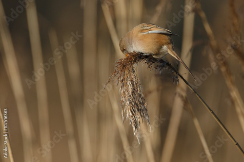 The bearded reedling (Panurus biarmicus)