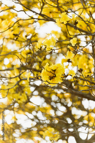 Supanika Flowers Cochlospermum regium with Blue Sky photo