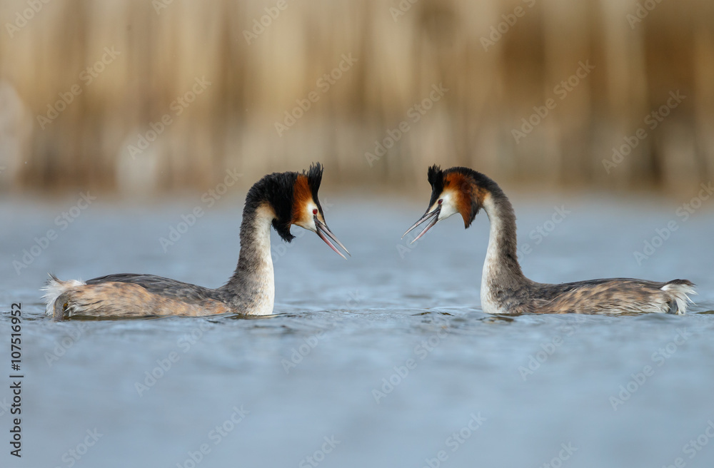Obraz premium Great Crested Grebe, waterbird (Podiceps cristatus) in mating season