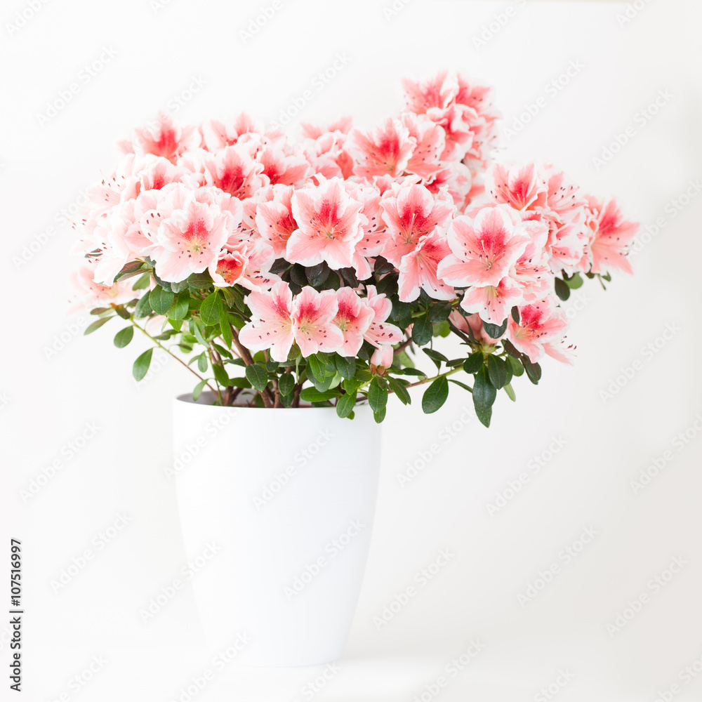 Pink and white azalea flower plant in white pot on light backgro