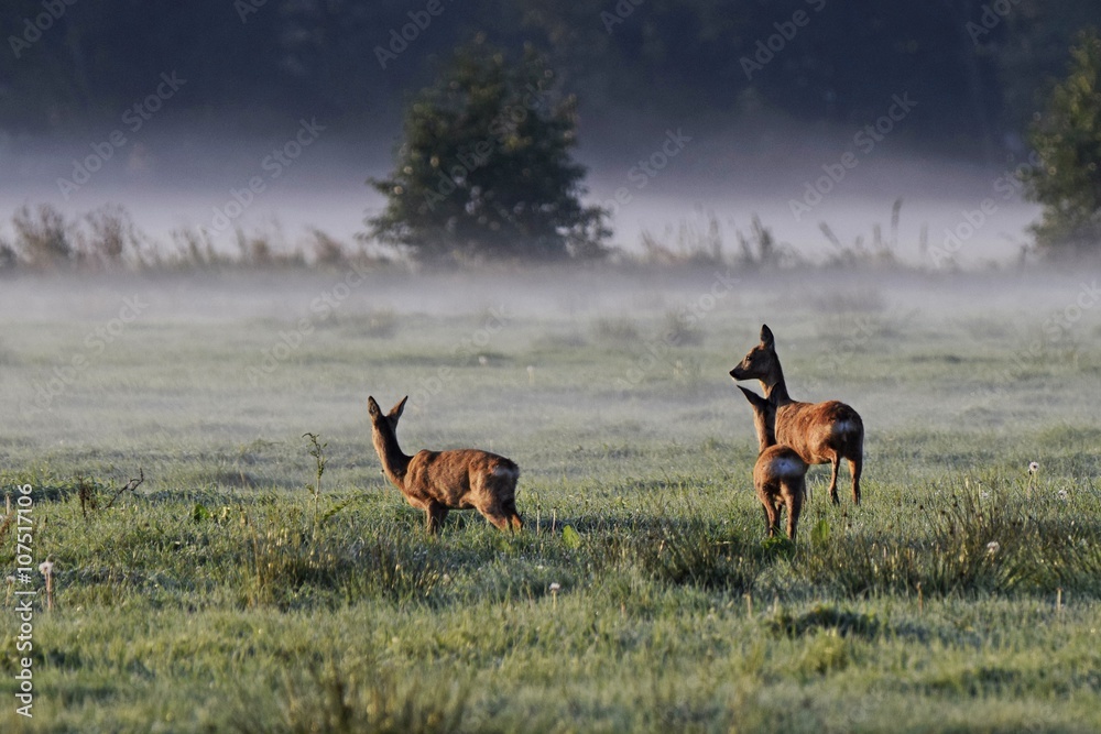 Rehe im Morgennebel auf einer Spreewaldwiese Rehe im Morgennebel auf einer Spreewaldwiese
