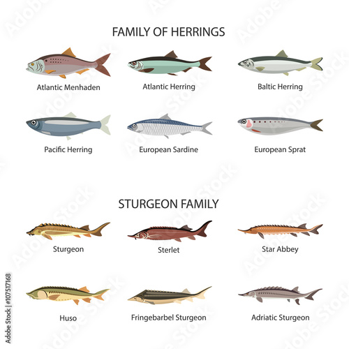 Fish vector set in flat style design. Herrings and sturgeon fishes. Ocean, sea, river fishes icons collection.