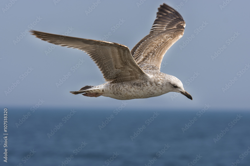 Seagull flying over Black Sea shore 