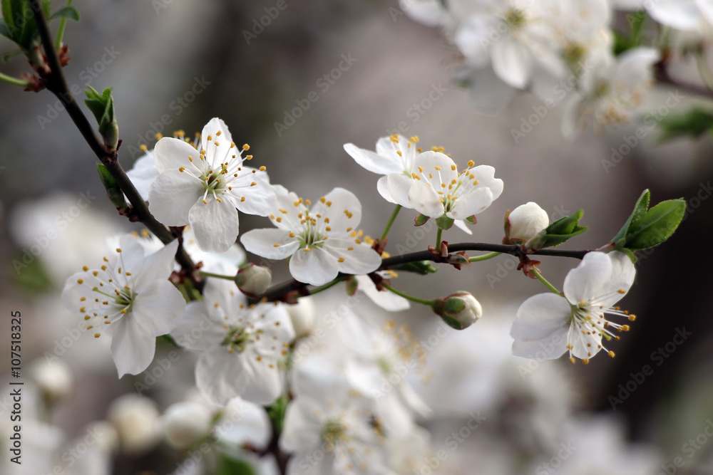 Obraz premium Spring blossoming tree. Blossom cherry, apple-tree, apricot