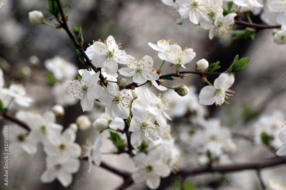 Spring blossoming tree. Blossom cherry, apple-tree, apricot Spring blossoming tree. Blossom cherry, apple-tree, apricot