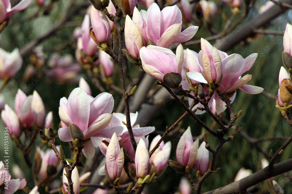 Pink magnolia flowers. Magnolia blossom Pink magnolia flowers. Magnolia blossom