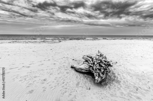 Fototapeta Naklejka Na Ścianę i Meble -  Tree trunk on the beach. Cloudy, stormy day. Black and white