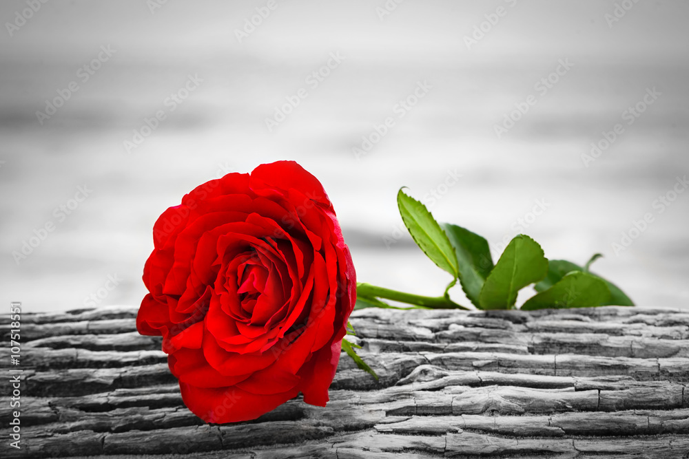 Red rose on the beach. Color against black and white. Love, romance, melancholy concepts. - obrazy, fototapety, plakaty 