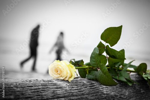 Φωτογραφία Rose lying on broken tree on the beach