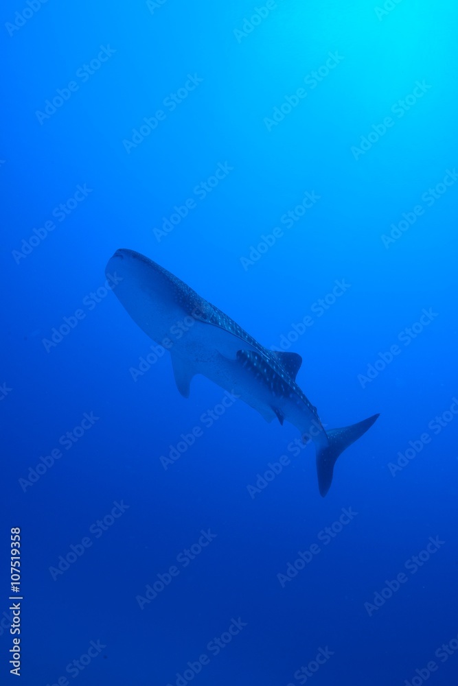Fototapeta premium whale shark