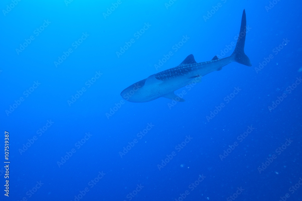Fototapeta premium whale shark