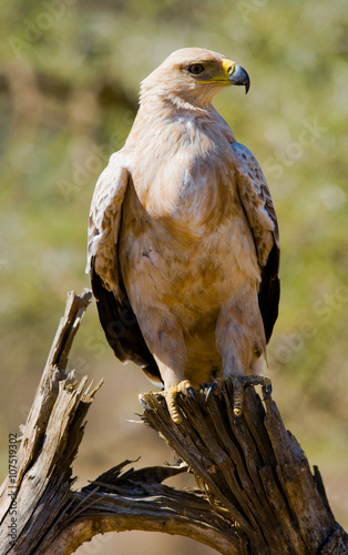 Predatory bird is sitting on a tree. Kenya. Tanzania. Safari. East Africa. An excellent illustration.
