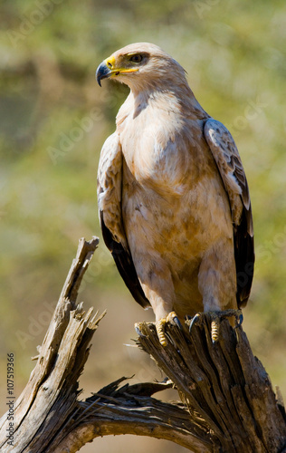 Predatory bird is sitting on a tree. Kenya. Tanzania. Safari. East Africa. An excellent illustration.