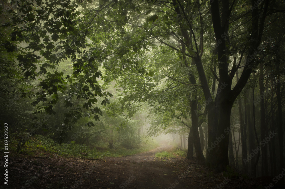 dark green woods path