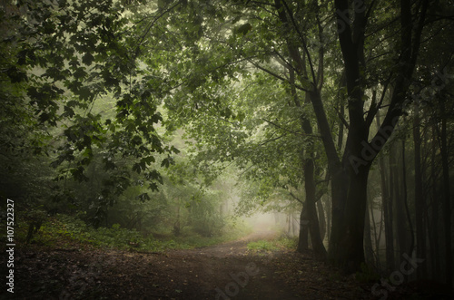 dark green woods path