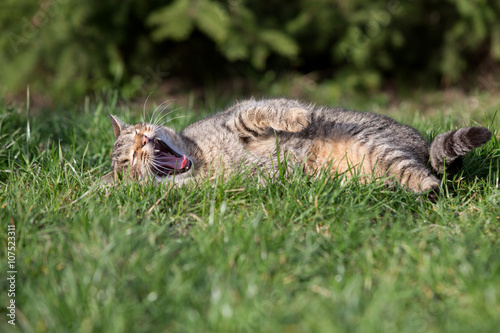  cat playing on the grass 