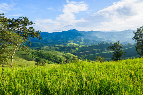Φωτογραφία paddy field at mountain