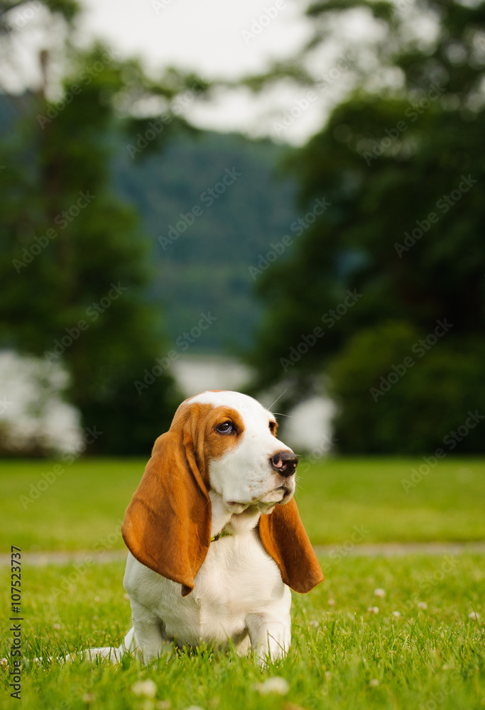 Basset Hound puppy sitting in grass park with lake in background