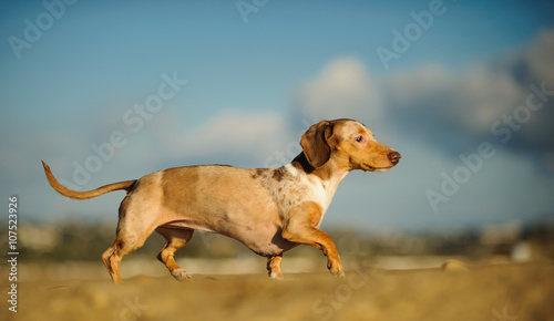 Miniature Dachshund trotting along ridge with blue sky and clouds