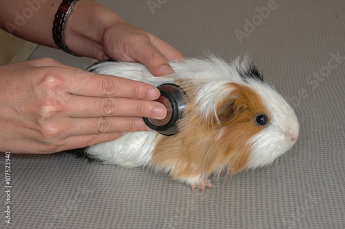 La consultation vétérinaire pour les hamsters, nacs, cochon d'inde,  est très importante pour la santé de cet animal de compagnie. photo