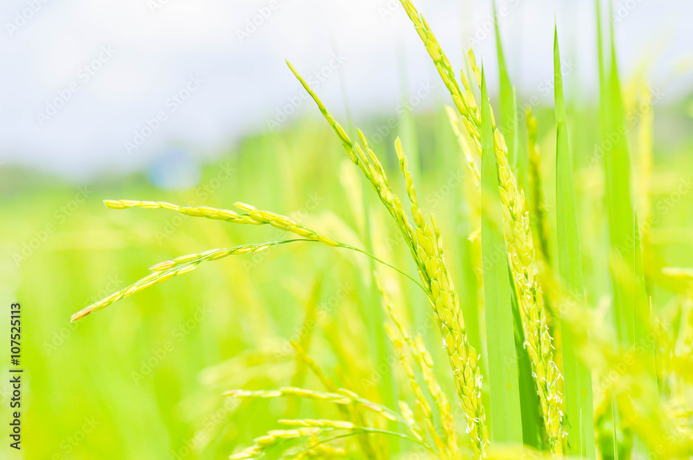 ear of paddy , rice plant