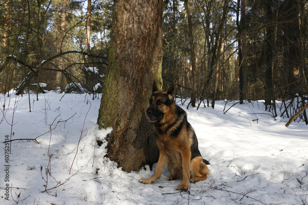 German shepherd dog on snow in spring day German shepherd dog on snow in spring day