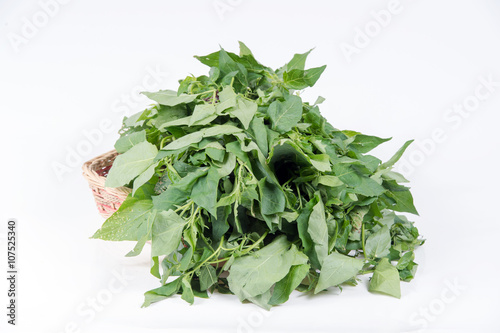 Solanum nigrum isolated on white background photo